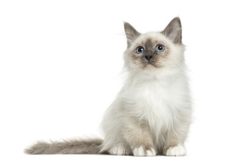 Birman sitting, 3 months old, isolated on white