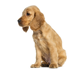 Puppy English Cocker Spaniel sitting, 9 weeks old, isolated on w