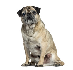 Obraz premium Old Pug sitting, 9 years old, isolated on white