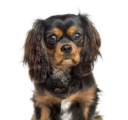 Close-up of a Cavalier King Charles, 7 years old, isolated on wh