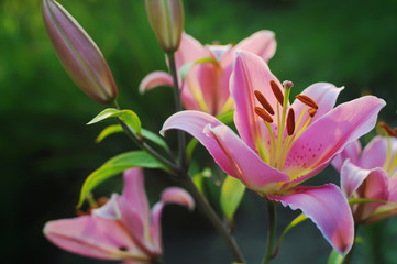 Huge pink lily flower with several pollens in the evening garden on a warm summer evening against a green background