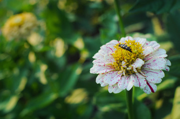 Leptura beetle sitting on a single white striped zinnia flower in the vibrant garden on a warm summer evening against a green blurred background