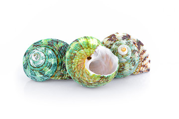 Sea shell on white background