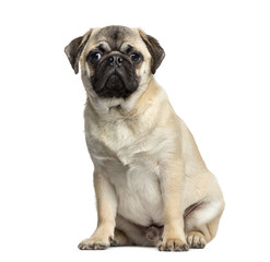 Pug sitting, 7 months old, isolated on white