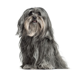 Mixed-breed dog sitting, 5 years old, isolated on white