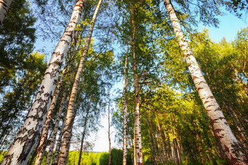 Fototapeta premium summer in sunny birch forest