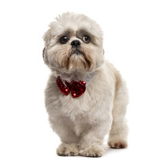 Shih Tzu standing with a bow tie, isolated on white