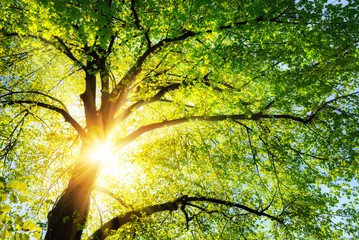 Türaufkleber Bäume Die Sonne leuchtet warm durch die grünen Blätter einer schönen Linde