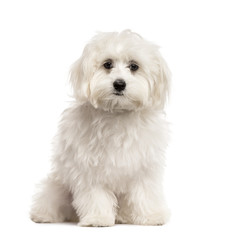 White Bichon sitting, isolated on white