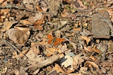 C-Falter (Polygonia c-Album) im Frühling am Waldboden