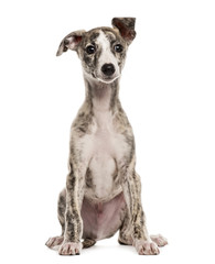 whippet sitting, 2,5 months, isolated on white