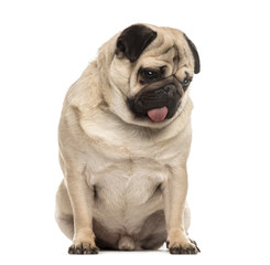 Pug sitting sticking the tongue, isolated on white