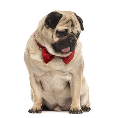 Pug with a red bow tie sitting, isolated on white