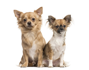 Two chihuahuas sitting, isolated on white