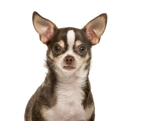 Obraz premium Close-up of a Chihuahua, 2 years old, isolated on white
