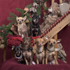 Chihuahuas and german spitz , in christmas decorations