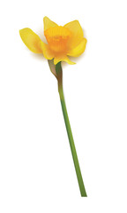 Daffodil  isolated over white. Vector realistic flowers. shadow