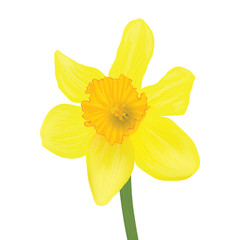 yellow daffodil isolated on a white background. Vector realistic flowers.