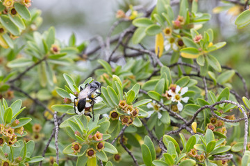 Insect similar to black wasp