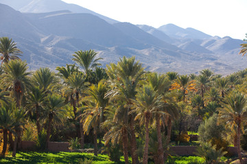 Fototapeta na wymiar vallée verdoyante avec des palmiers dattiers au milieu des montagnes