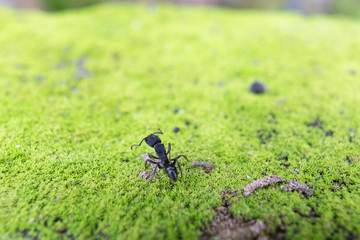 Paraponera clavata or Bullet Ant