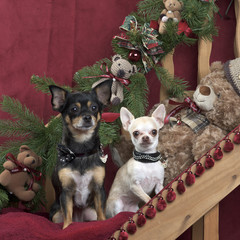 Chihuahuas posing, in christmas decorations