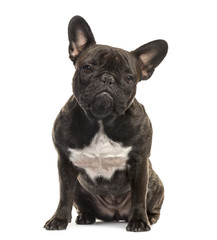 Obraz premium French Bulldog sitting, 18 months old, isolated on white