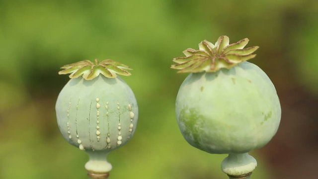 Two papaver (poppy) seed pods close up on the colorful  green  blurred background. Lockdown.  The white opium latex drops from scratches on the unripe boll.