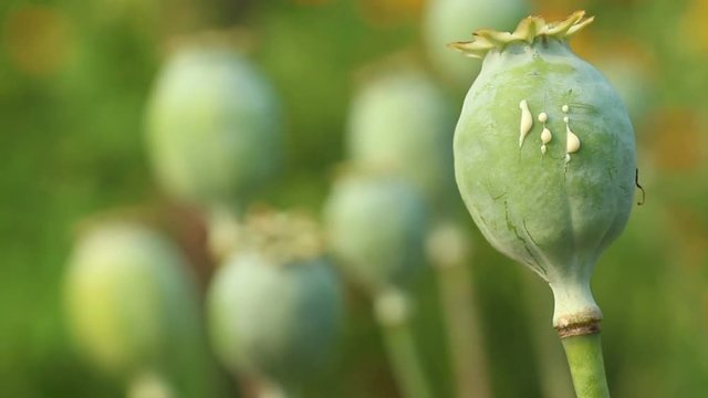 The  papaver (poppy) seed pod close up o the colorful  green poppy blurred background. Lockdown.  The white opium latex drops  flow from scratches on the unripe cocoon.