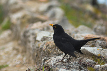 merlo (Turdus merula)  maschio