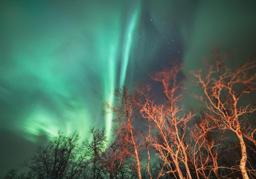 Northern lights seen through illuminated trees