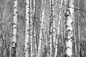 Naklejka premium brzozowy las, czarno-białe zdjęcie