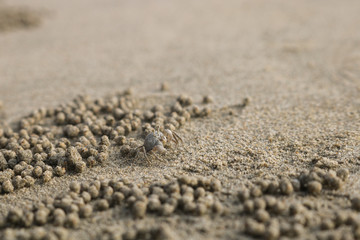 Fototapeta na wymiar Ghost crab making sand balls on the beach. Small crab digging hole.