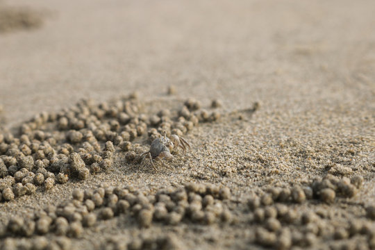 Ghost crab making sand balls on the beach. Small crab digging hole.
