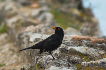 merlo (Turdus merula)  maschio