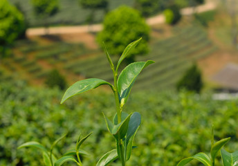Green tea bud and fresh leaves. Tea plantation