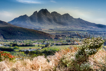 Wine Region, Capetown, South Africa