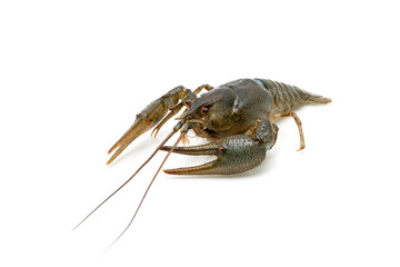 Live crayfish isolated on white background close-up.