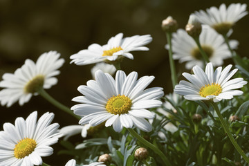 Marguerites in the early springtime