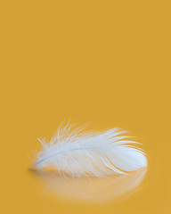 Fluffy white feather texture macro view. Luxury softness concept. Bird plumage feathering on yellow background. Shallow depth of field, soft focus. Copy space vertical photo.