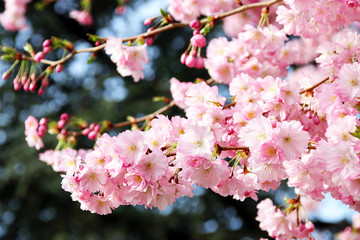 Kirschbl&uuml;ten, cherry blossom