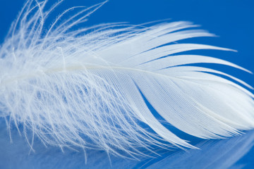 Fototapeta na wymiar White bird feather macro view photo. Chicken plumage texture pattern on blue background. Shallow depth of field, soft focus. Copy space.