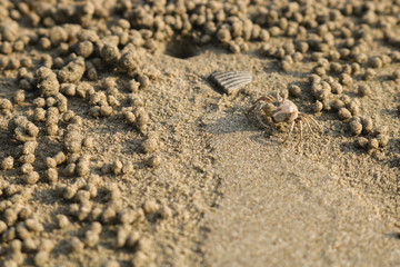 Ghost crab making sand balls on the beach. Small crab digging hole.