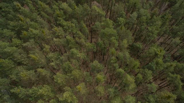 Field and forest with a height. View inside of the forest on the trees.