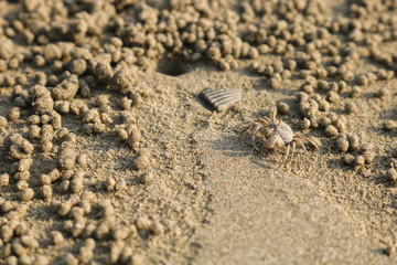 Ghost crab making sand balls on the beach. Small crab digging hole.