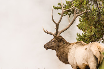 Majestic Bull Elk in Geyser Mist