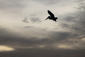 Pelican