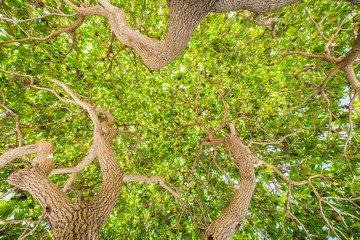 Beautiful nature background. Beauty in nature. Green nature ecology concept.