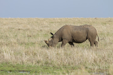 Fototapeta premium rinnoceronte