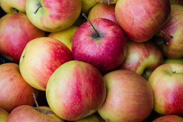 Fototapeta na wymiar many apples in closeup